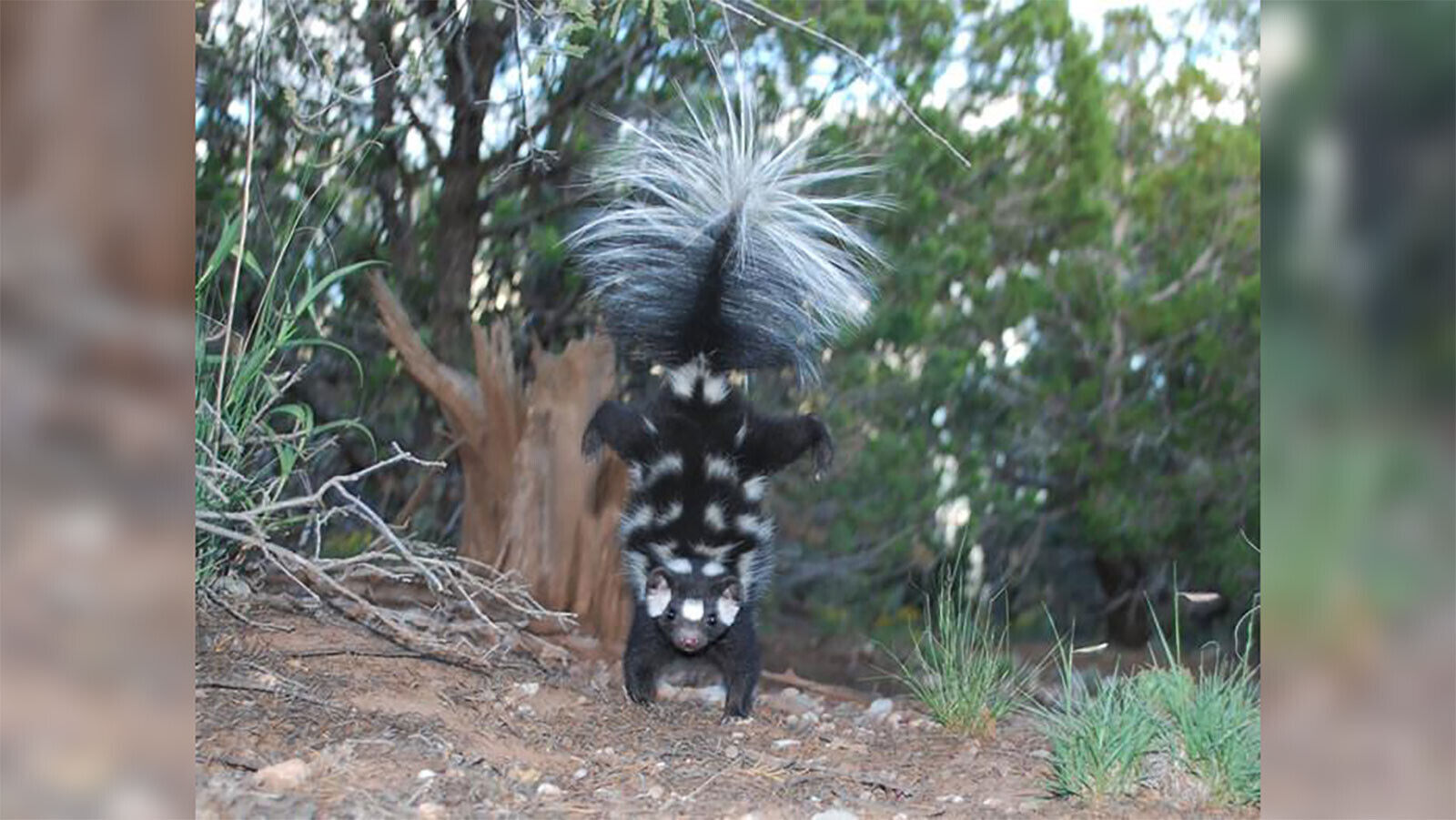Say hello to handstanding spotted skunks, 'the acrobats of the skunk world'